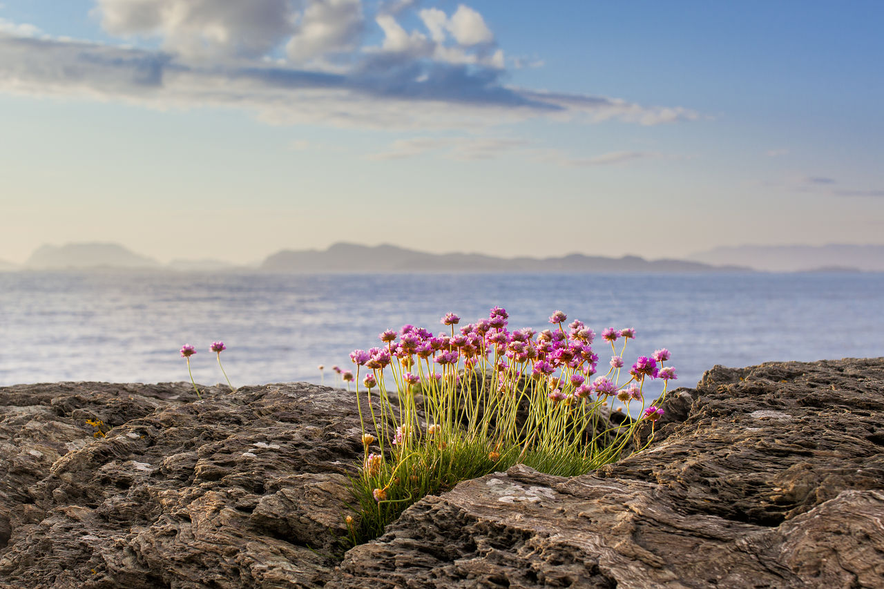 Blomster Blomster