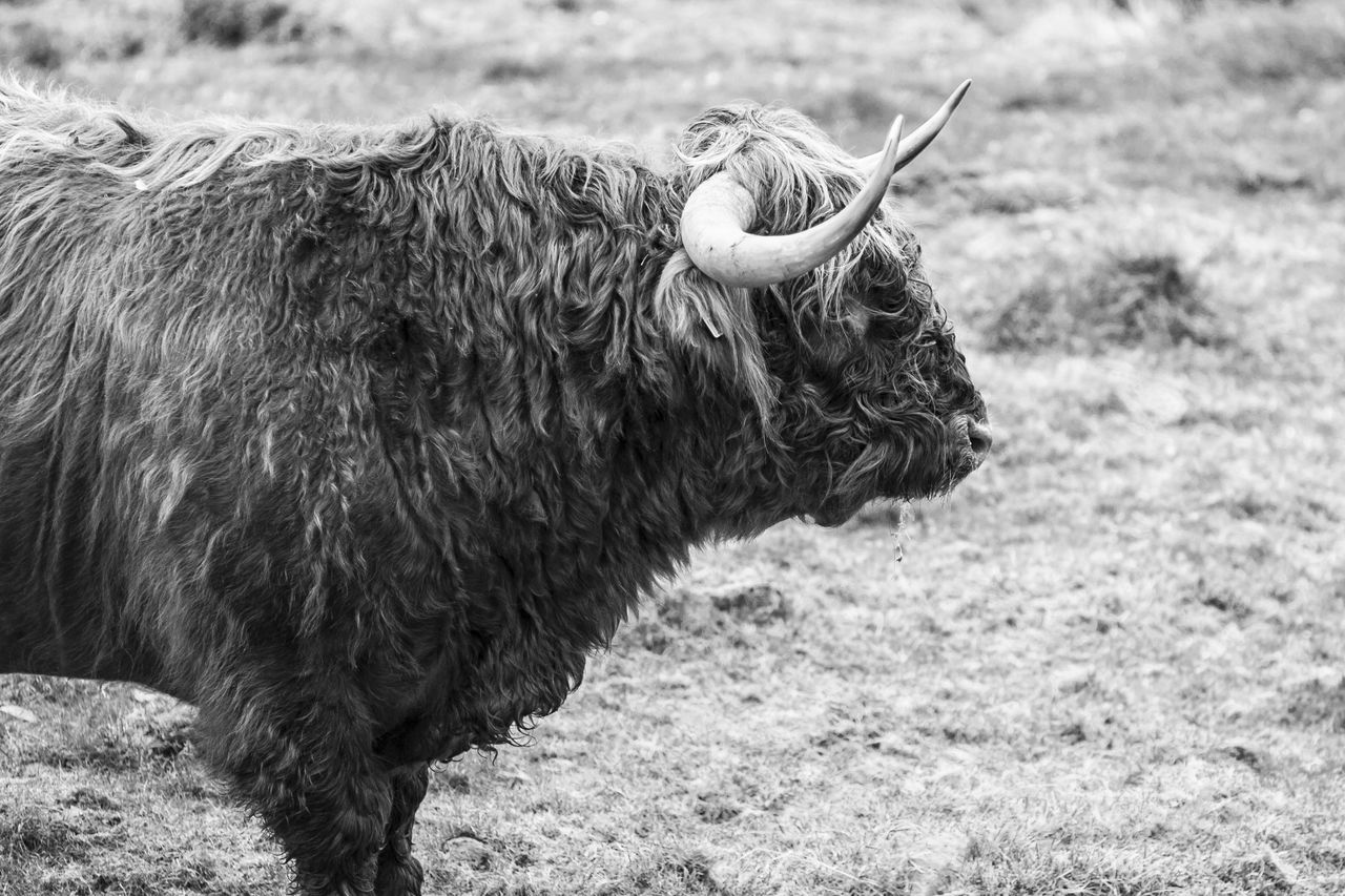 Skotsk Høylandsfe Skotsk Høylandsfe